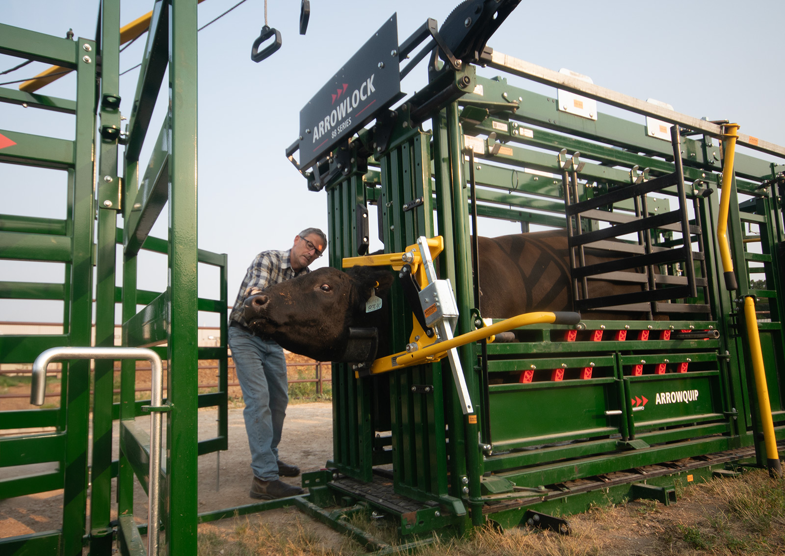 Arrowlock 88 cattle squeeze chute with bull in head holder