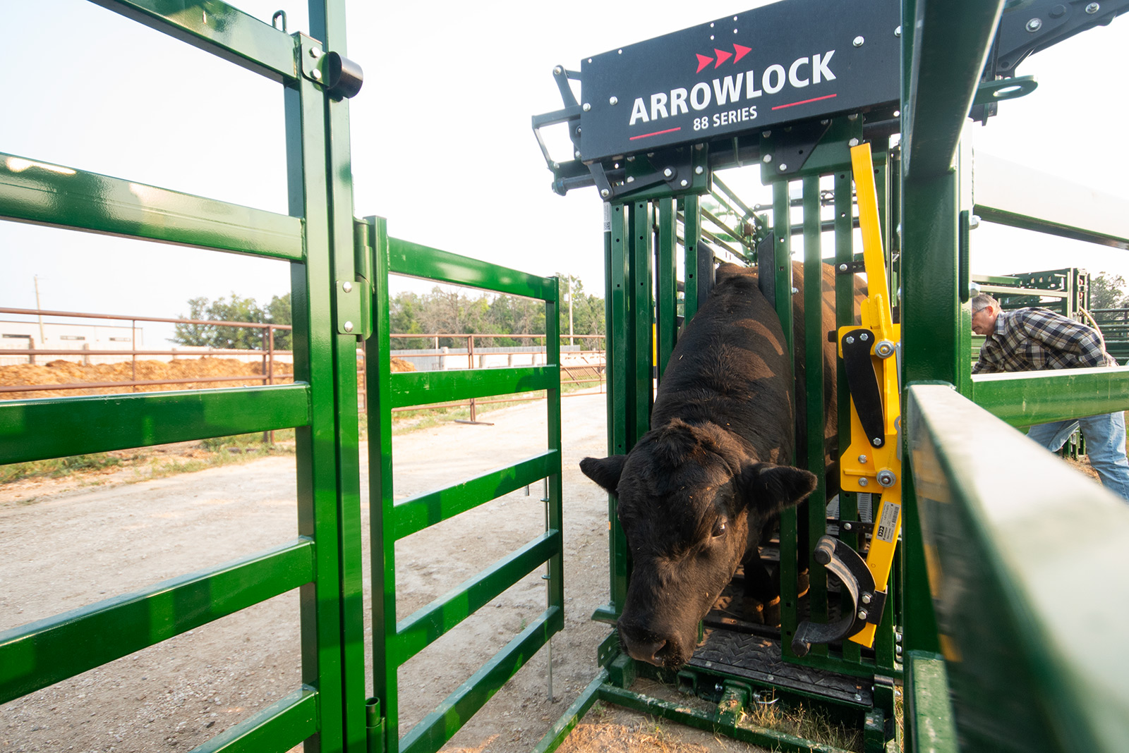 Bull in Arrowlock 88 Cattle Chute with draft module in front