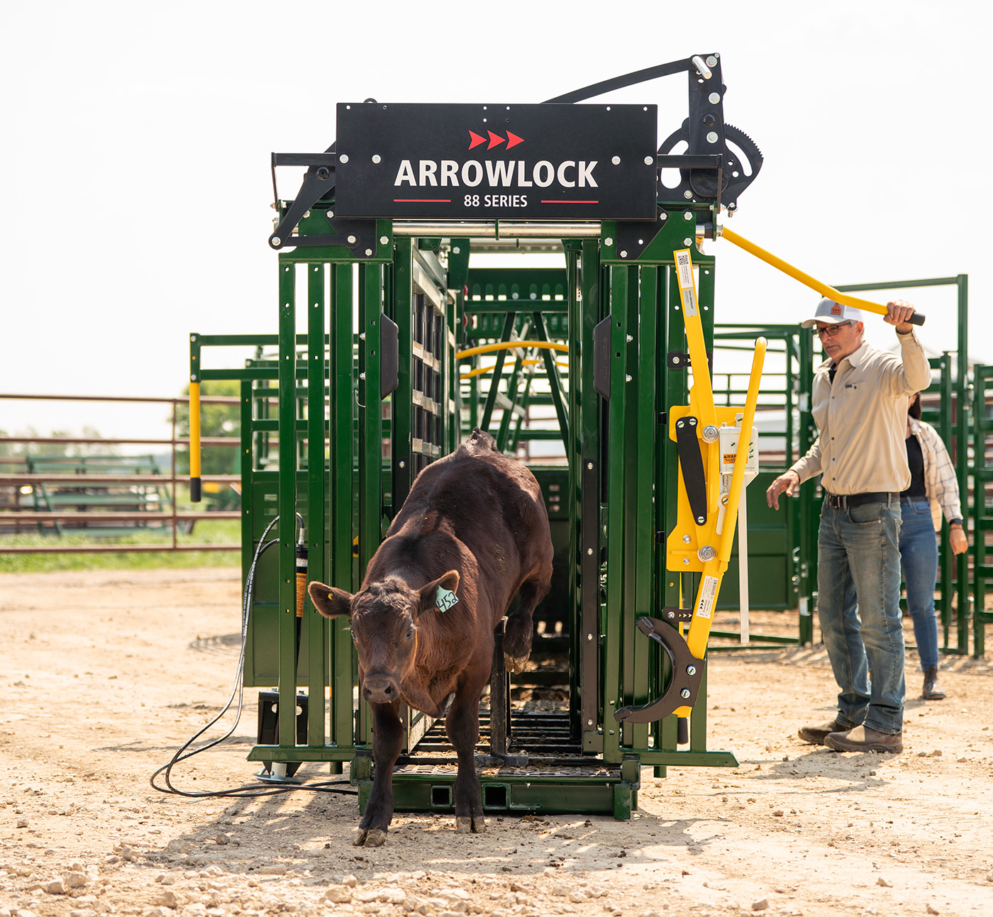 Rancher releasing brown calf after working in Arrowlock 88 series cattle squeeze chute
