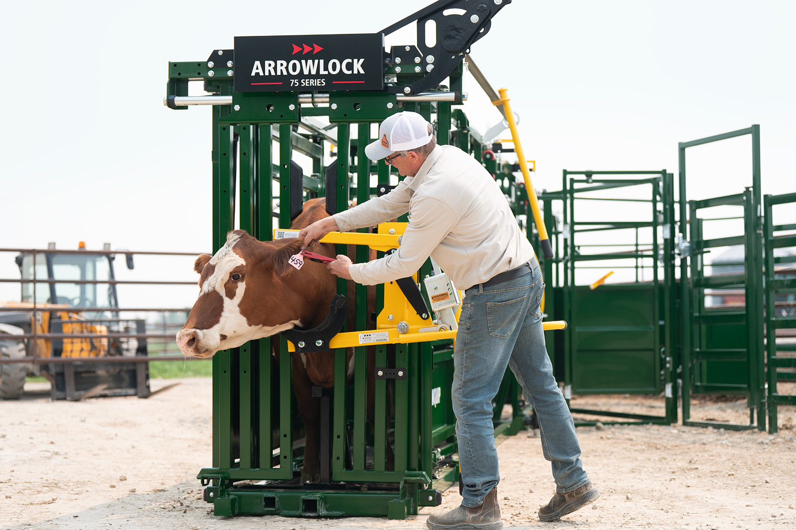 Rancher tagging ear of brown cow in Arrowlock 75 series squeeze chute with head holder