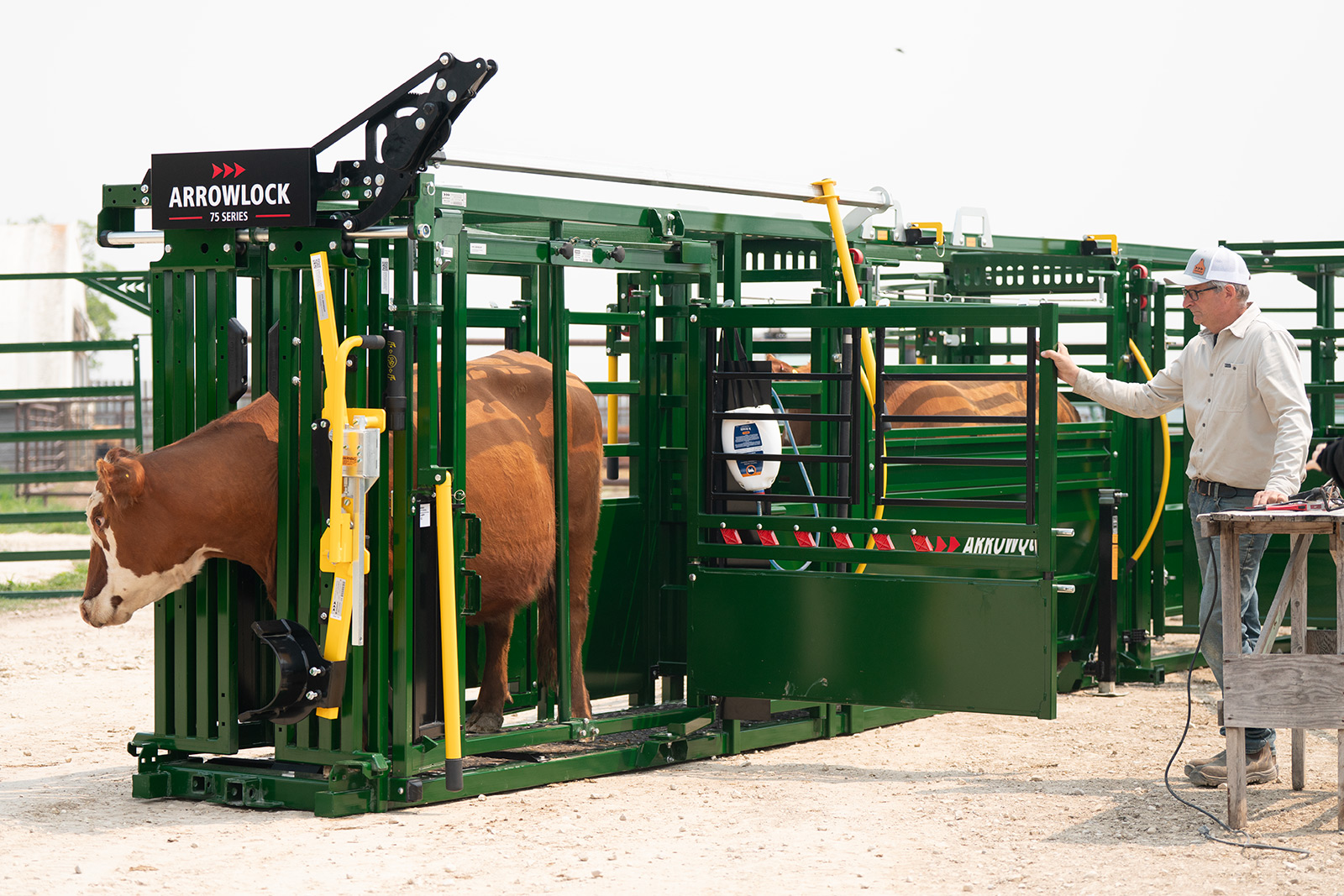 Rancher using side access doors of Arrowlock 75 series squeeze chute to work on brown cow