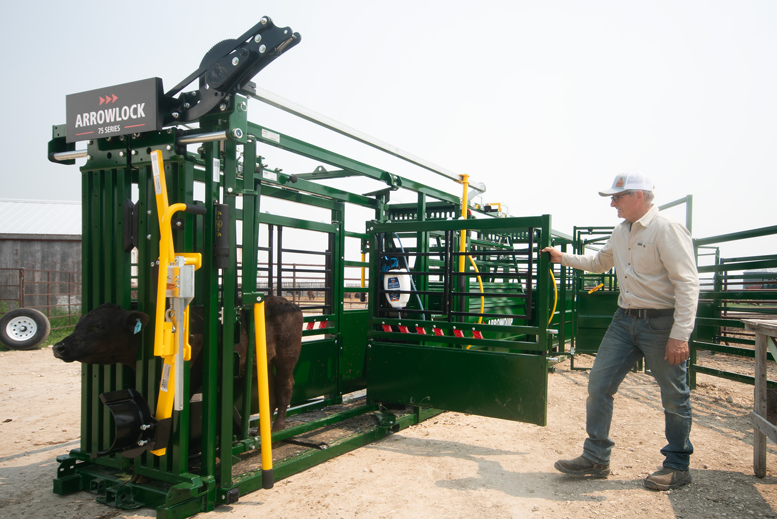 Rancher accessing black calf through side access doors on Arrowlock 75 series squeeze chute