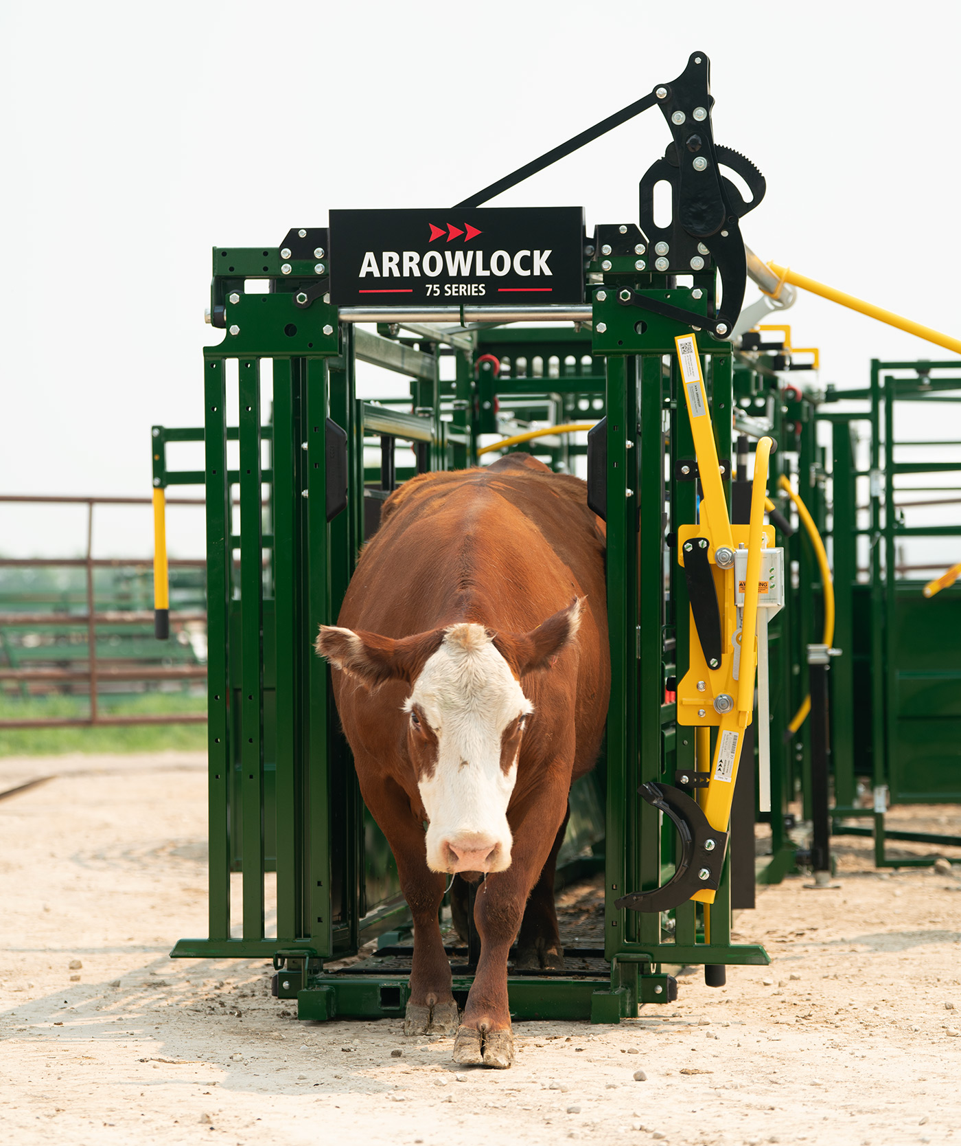 Large brown cow calmly exiting through the head gate of the Arrowlock 75 series squeeze chute