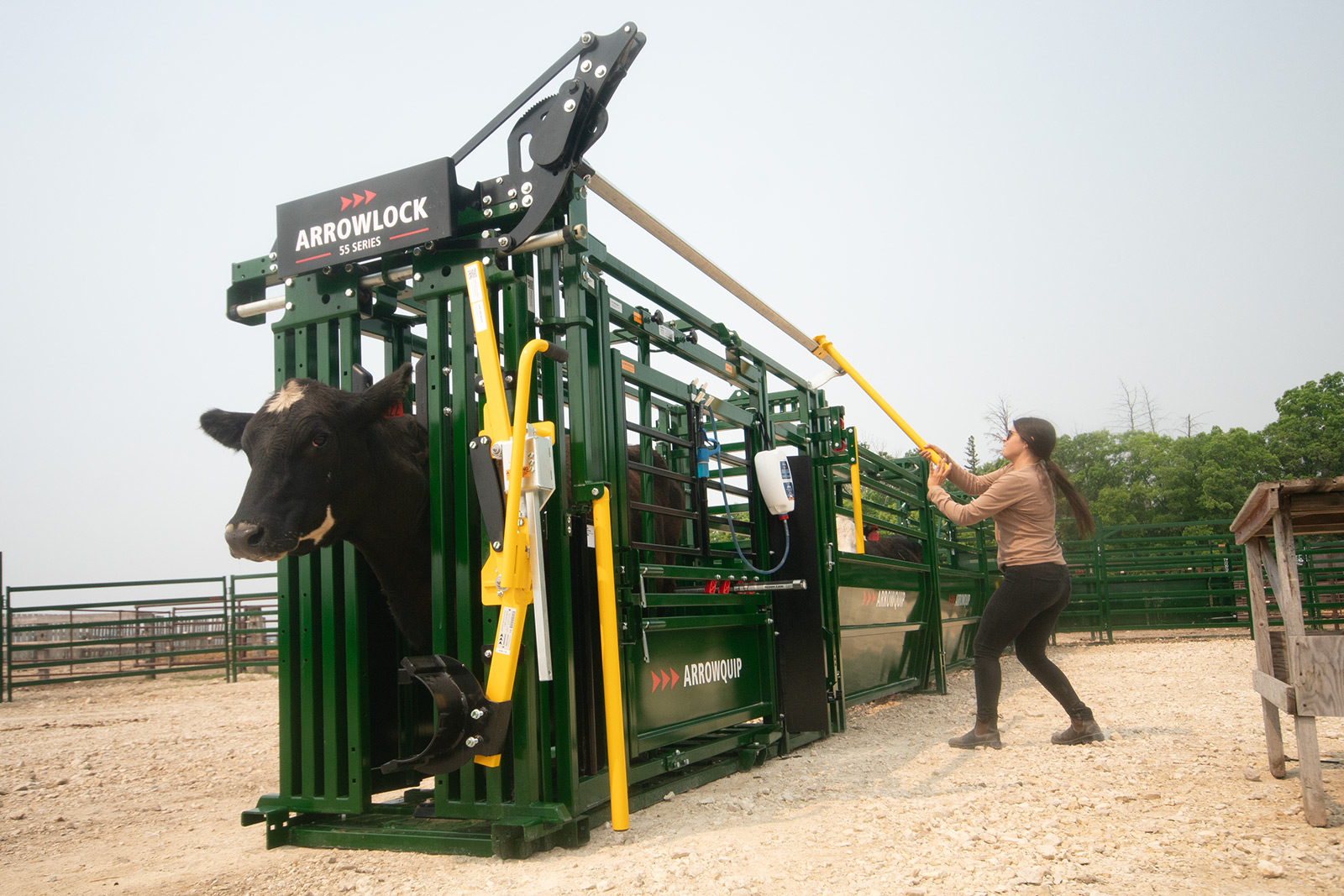 Female rancher closing the head gate on an Arrowlock 55 cattle chute with a black cow in the head gate