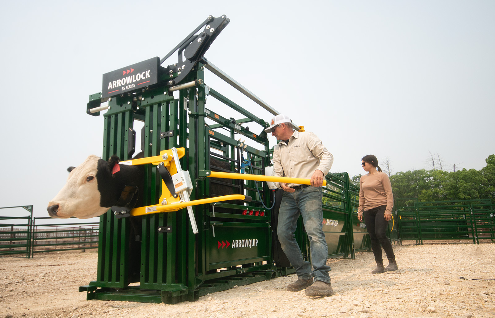 Rancher operating squeezed handle of an Arrowlock 55 series cattle chute with whit faced black cow in the head gate