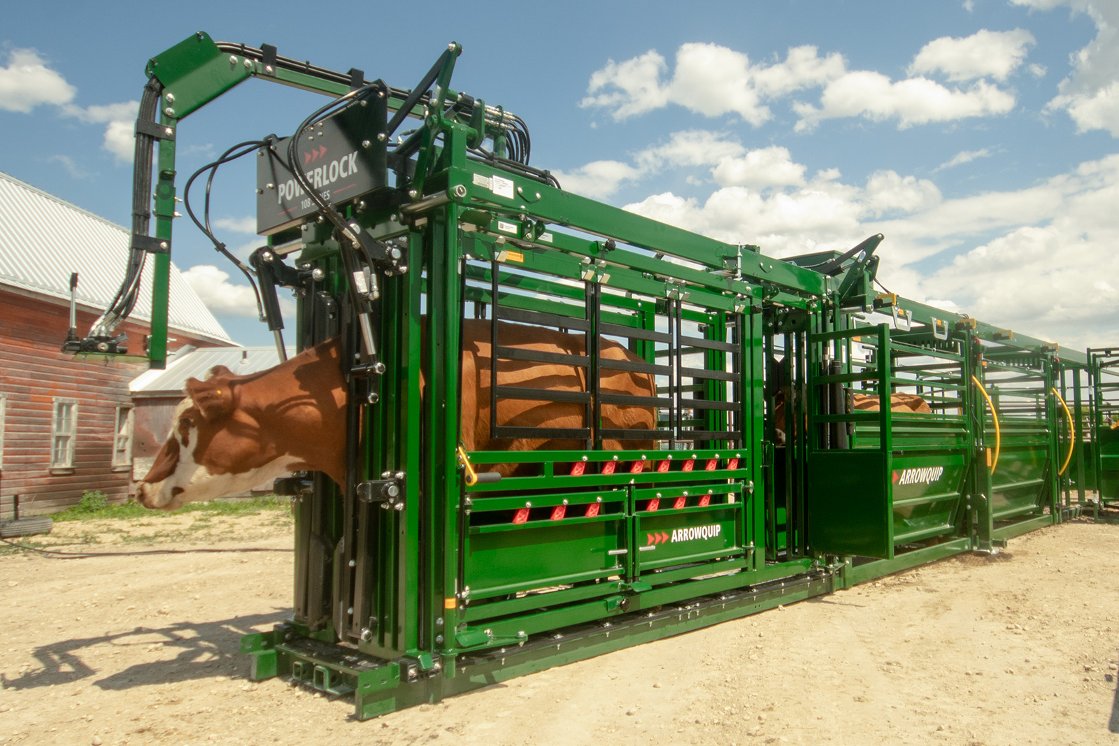 Brown cow immobilized in Powerlock 108 Hydraulic cattle chute