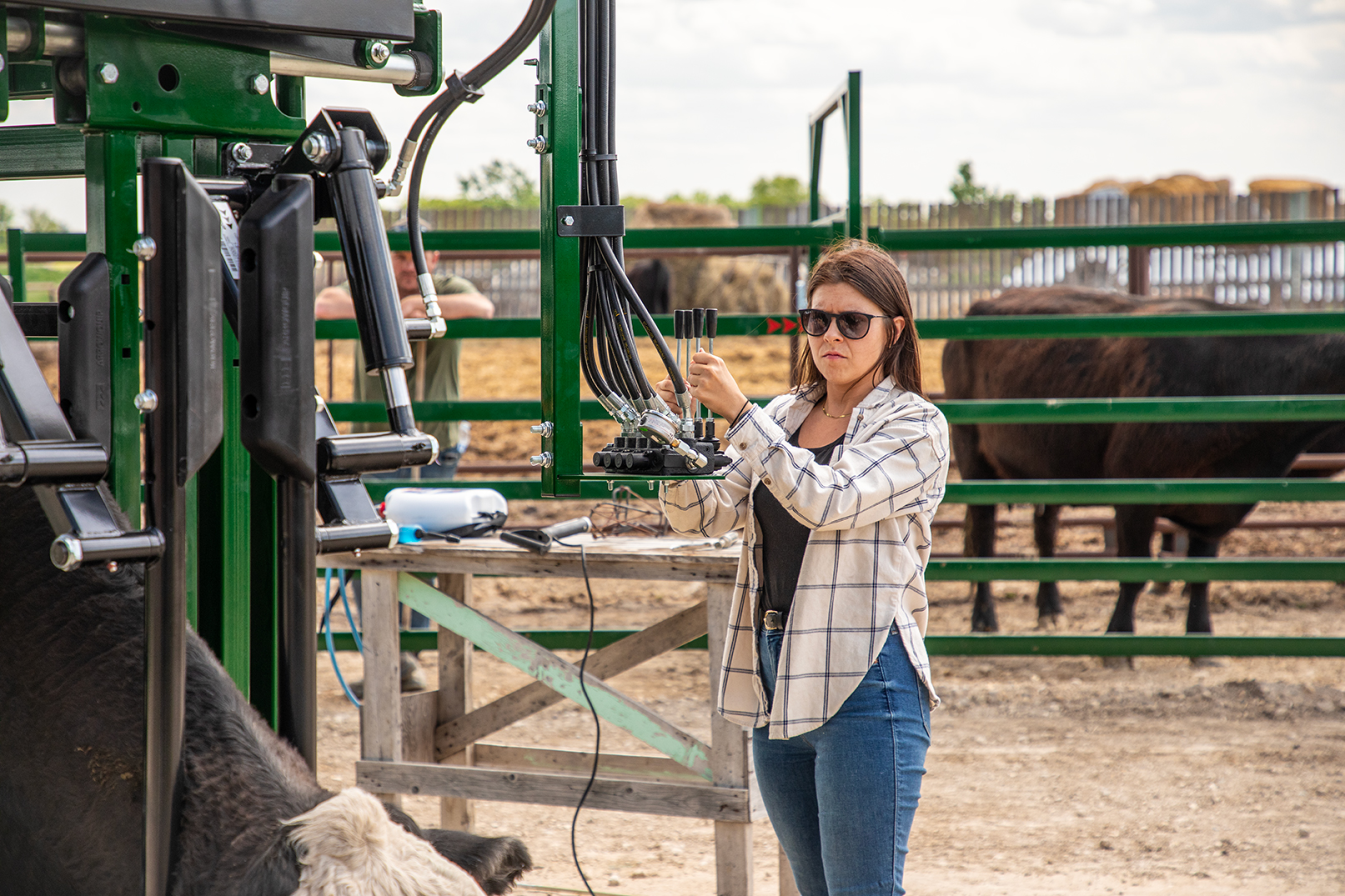 Green Arrowquip cattle handling equipment in use