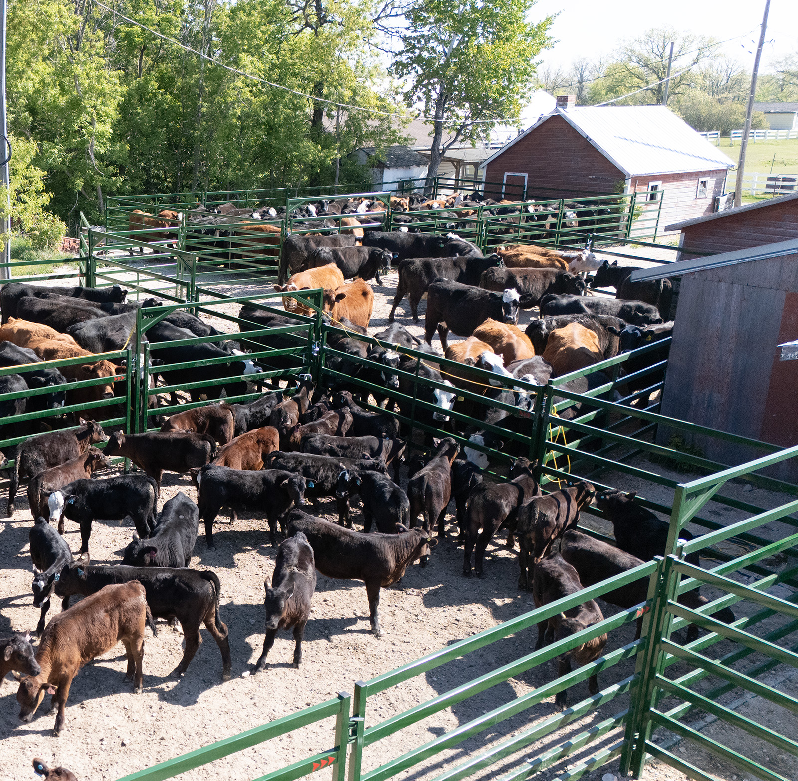 Cattle in new system build