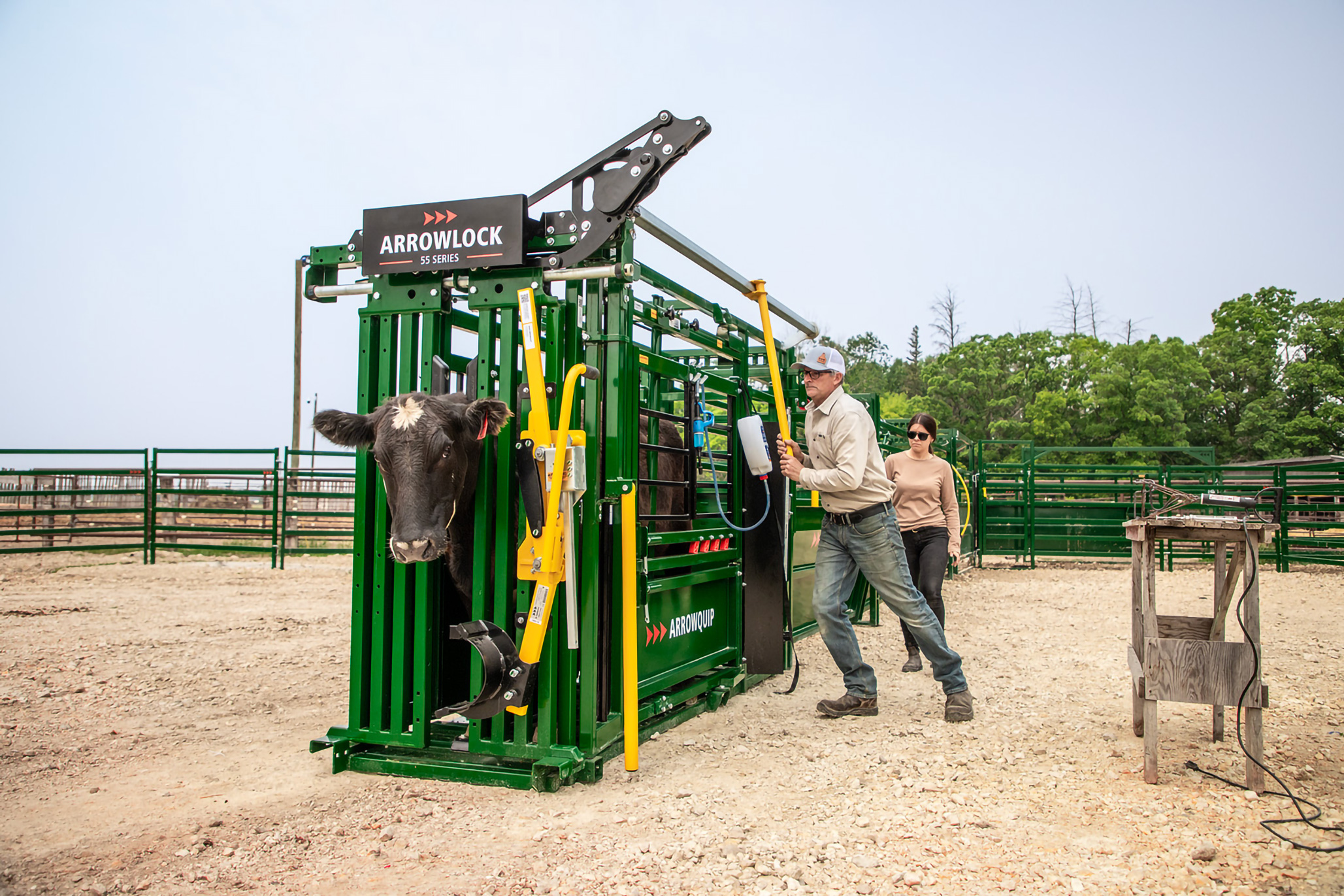 Catching cow in Arrowlock 55 head gate