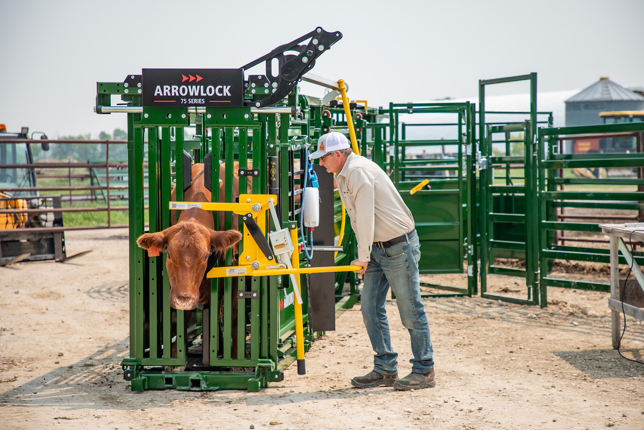 Rancher securing brown cow with head holder on Arrowlock 75 cattle chute