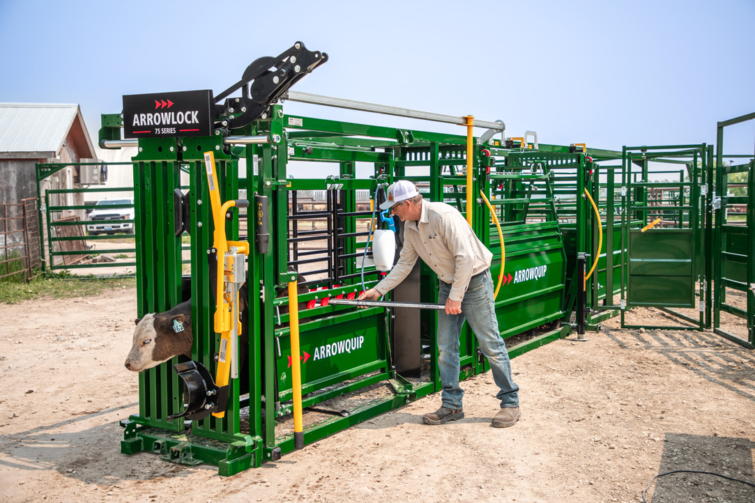 Inserting rump bar in Arrowlock 75 to secure calf