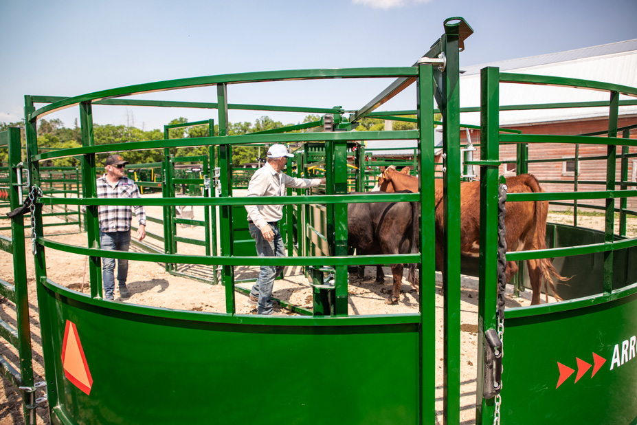 Brown cattle being guided by ranchers from cattle tub into alley calmly and safely using animal science