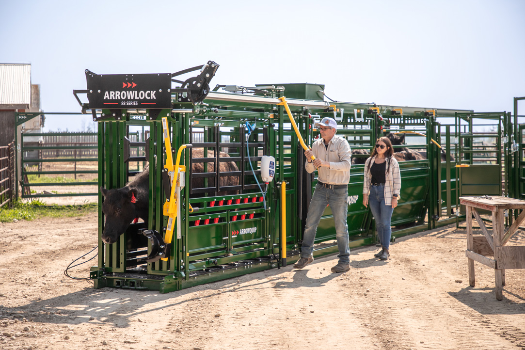 Arrowlock 88 chute, alley and tub catching cow