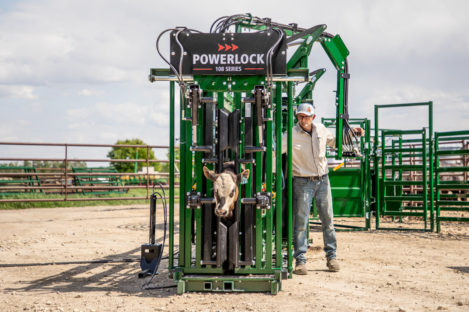 Catching calf in Powerlock 108 Series chute