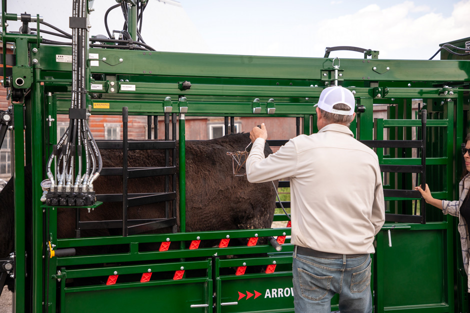 Male rancher about to do hip branding in Powerlock 108 series chute on brown cow