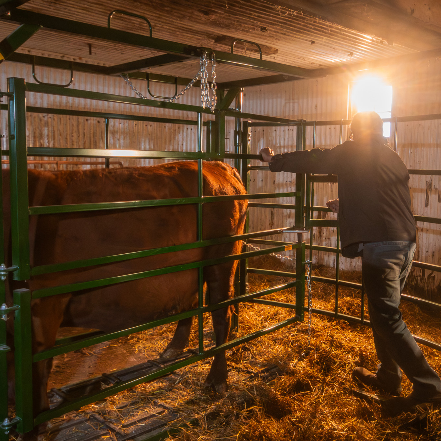 Rancher securing brown cow in the calving pen using sweep gate with stops for safety inside barn
