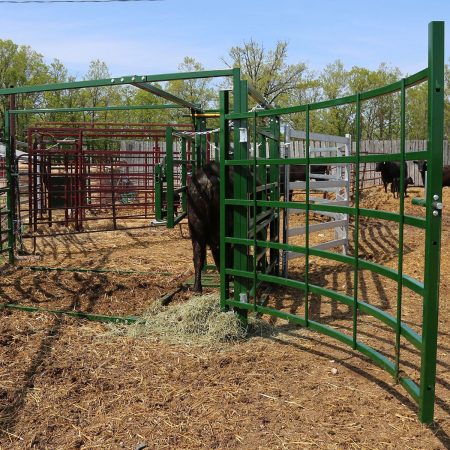 Cattle maternity pen back access gate fully open with black cow secured in self-catch head gate