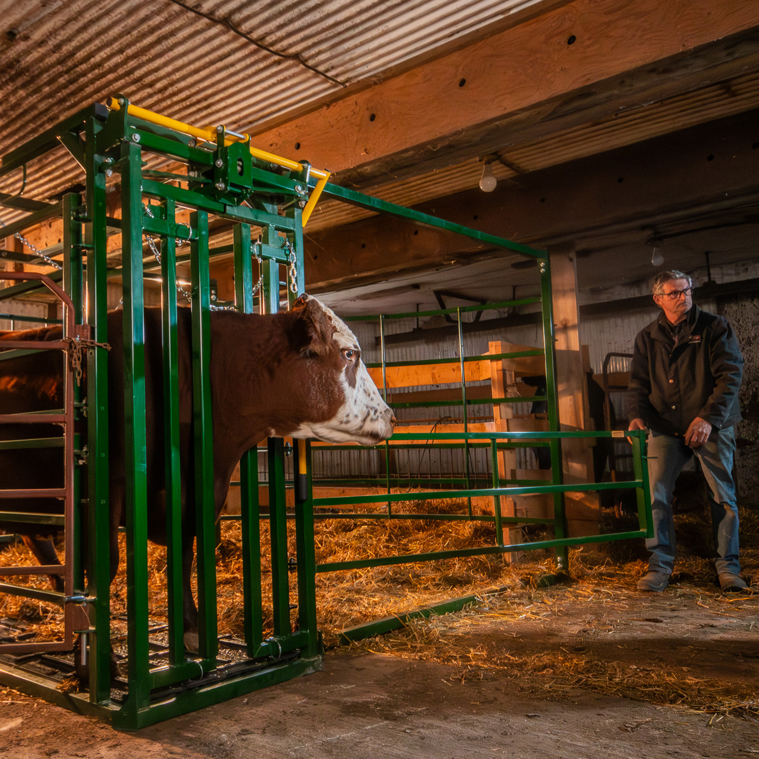 Rancher opening bottom access gate on the calving pen with brown cow safely secured in self-catch head gate inside barn