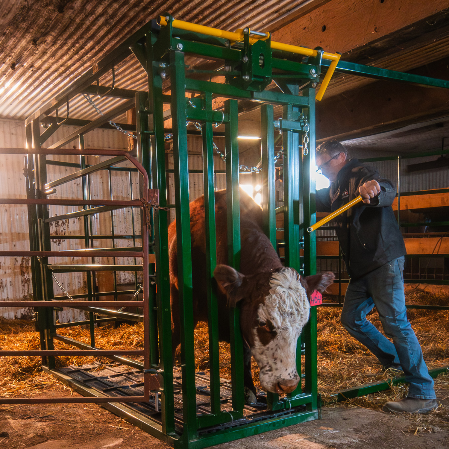 Rancher catching brown cow in calving pen with self-catch head gate  for safe, secure containment inside barn