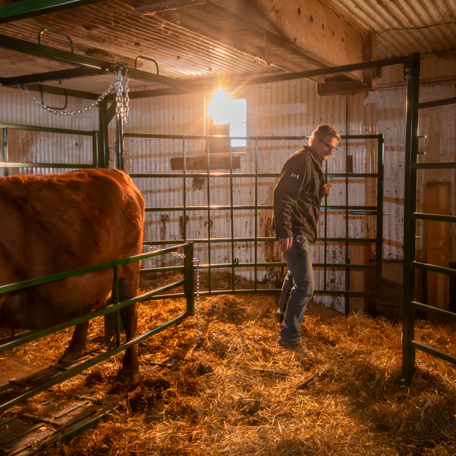 Cow in the calving pen with top swing gate open