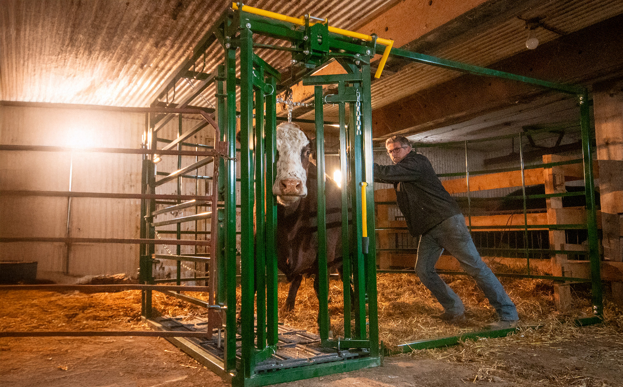Rancher pushing sweep gate closed on cow in calving pen to sefely secure it in the self-catch head gate inside a barn