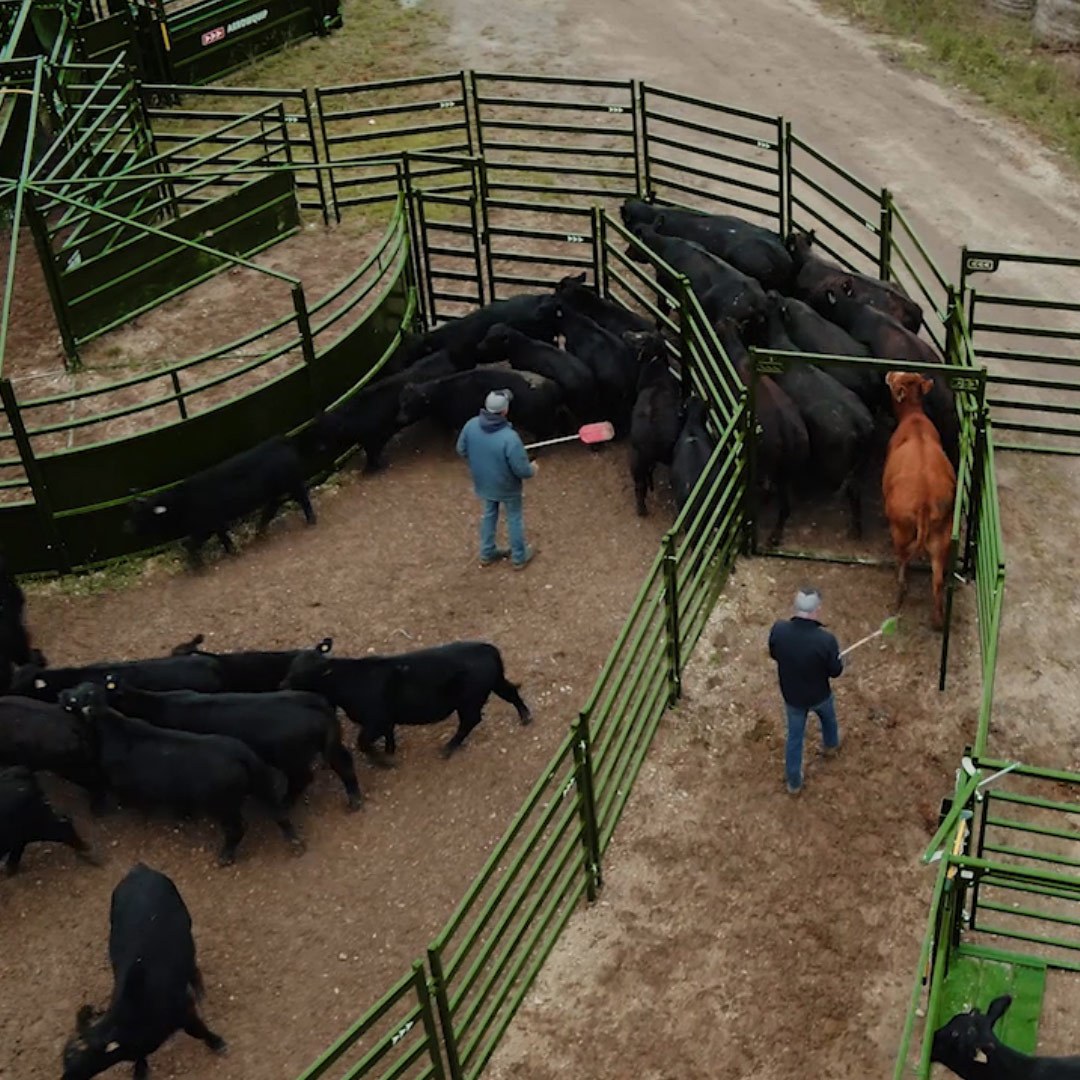 Guiding cattle through handling system easily with great flow