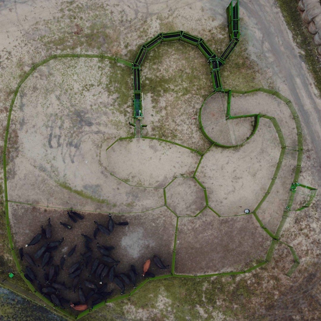 Aerial shot of full cattle handling system