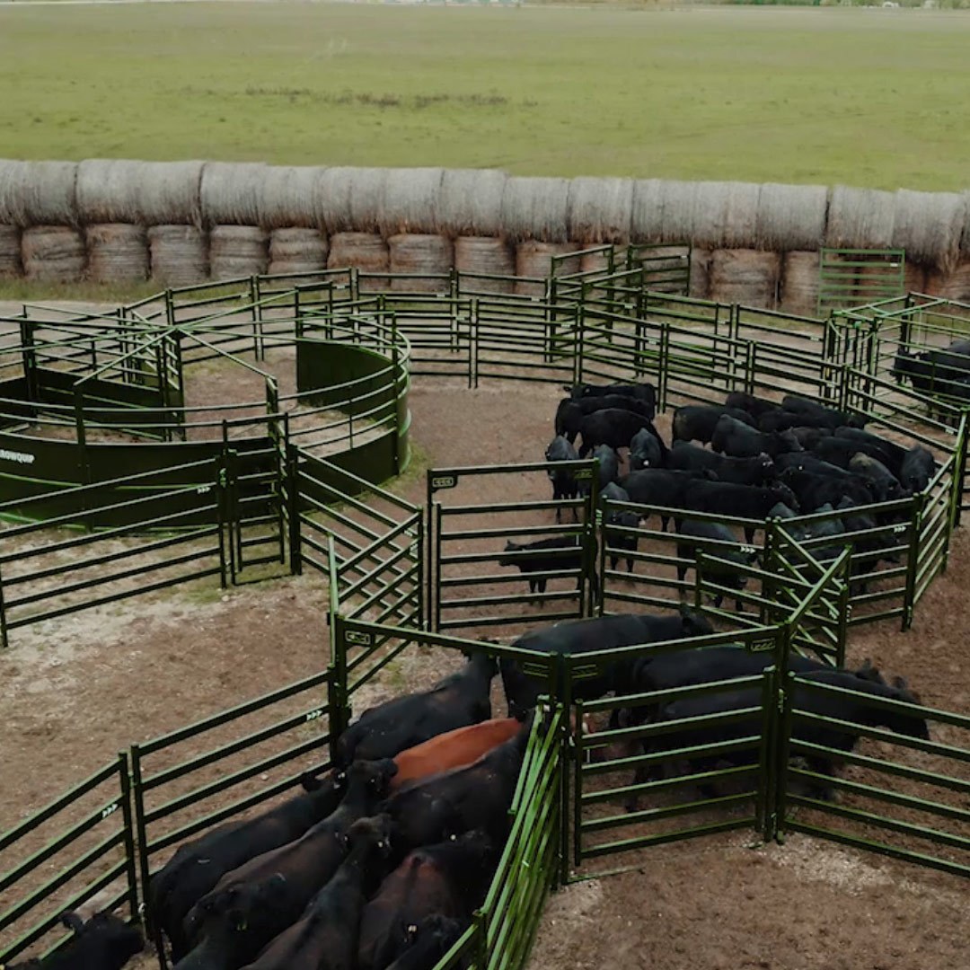 Overhead photo of a cattle system with draft pound in the middle