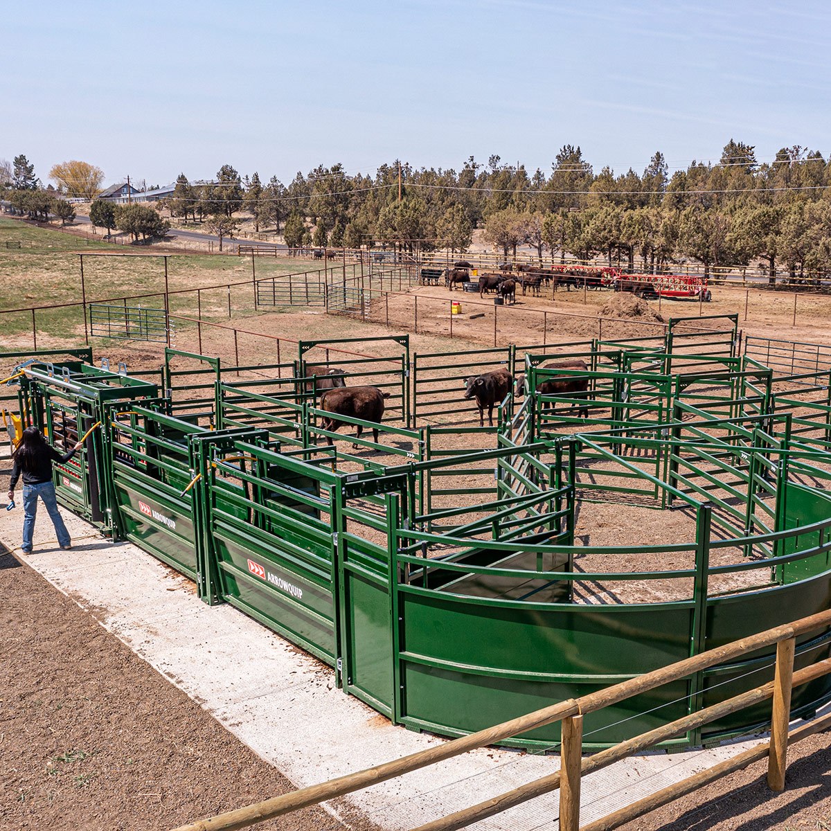 Oregon-based cattle handing system with woman working with the cattle chute