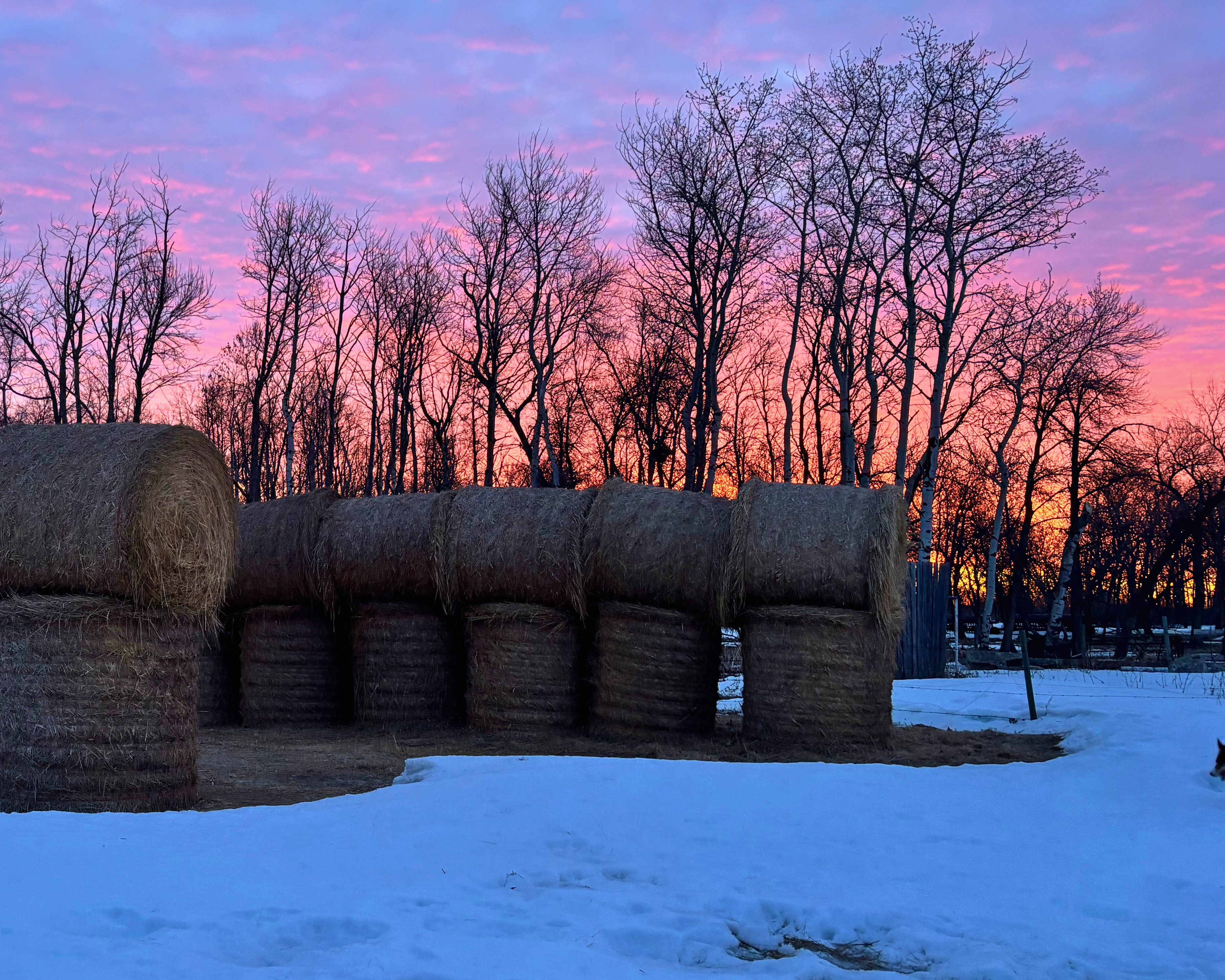 Stacks of hay bales for feeding cattle in winter with sunrise background