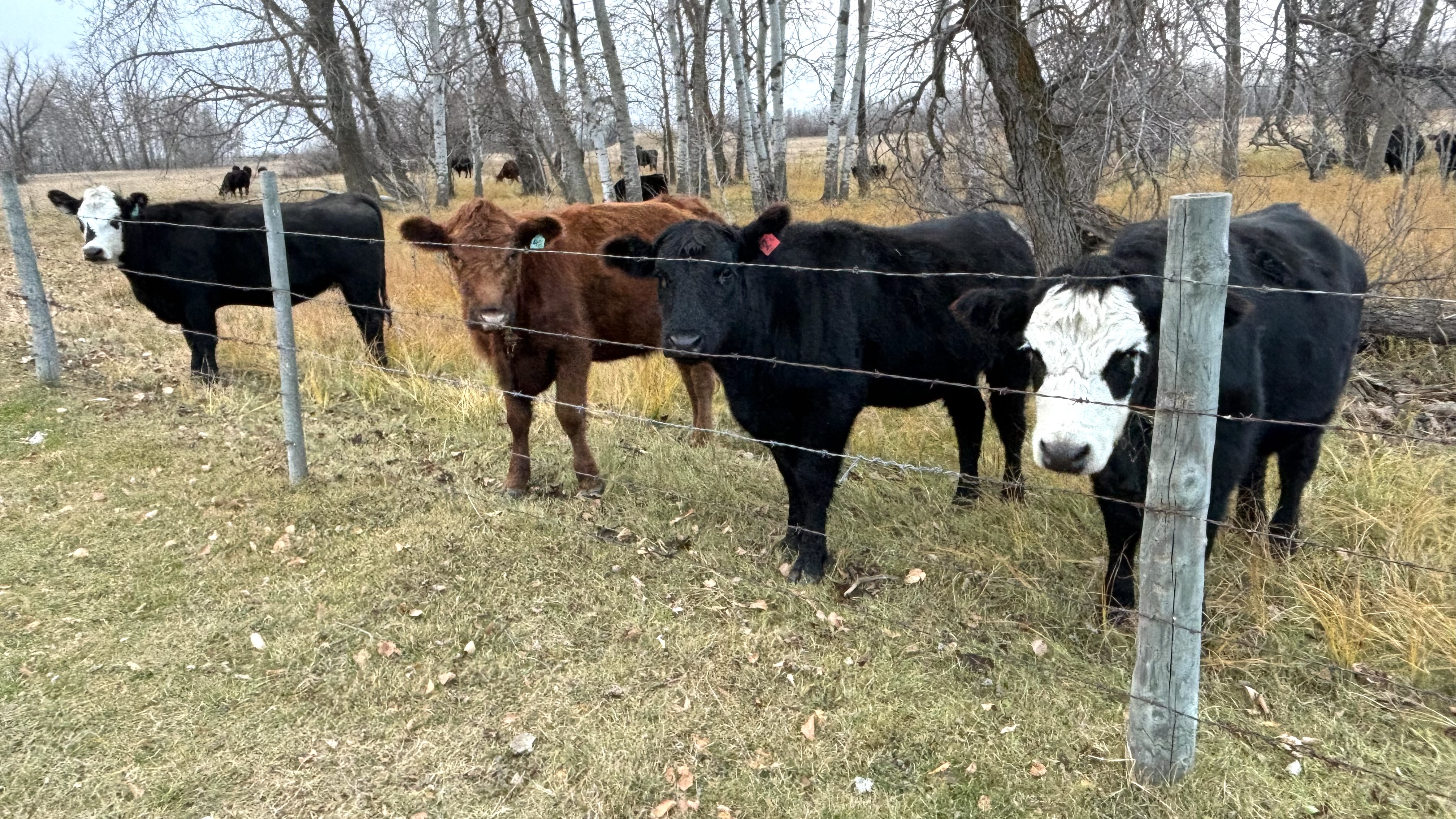 Group of four cows standing behind a barbed wire fence out in the pasture in fall