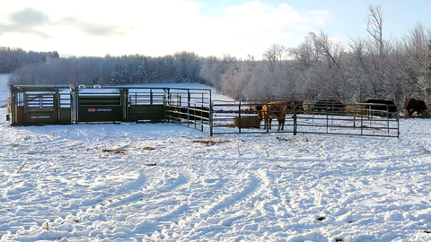 Arrowquip Q-Catch portable cattle handling system and corral panels out in a winter pasture ready to work with cows nearby