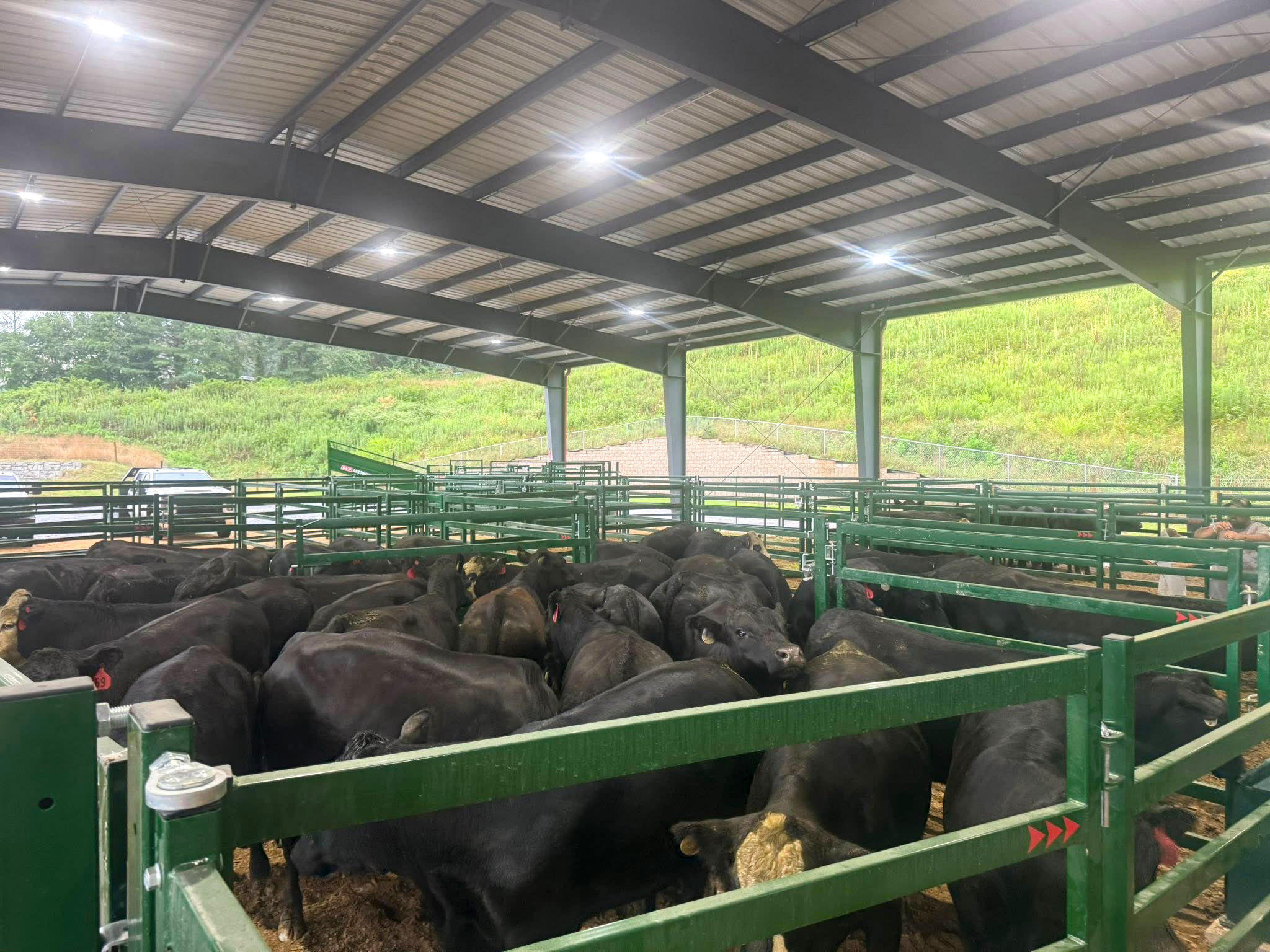 Close up of cattle penned under an open bar facility calmly waiting to be worked in arrow cattle corral panels