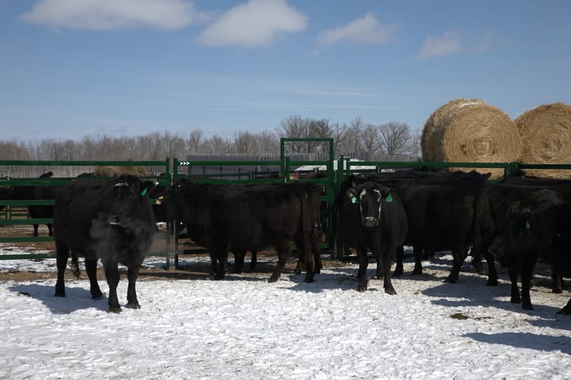 Herd of black cattle standing calmly in an Arrowquip cattle panel corral in winter with haybales in the background