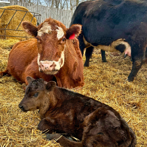 Brown cow and calf lying in a bed of straw protected by windbreak fence in winter