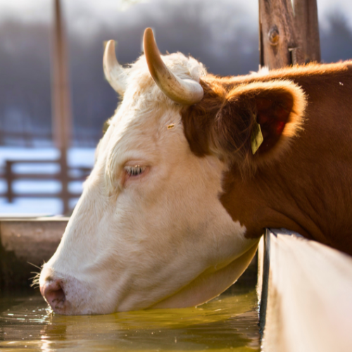 brown horned cow drinking from a water trough in winter