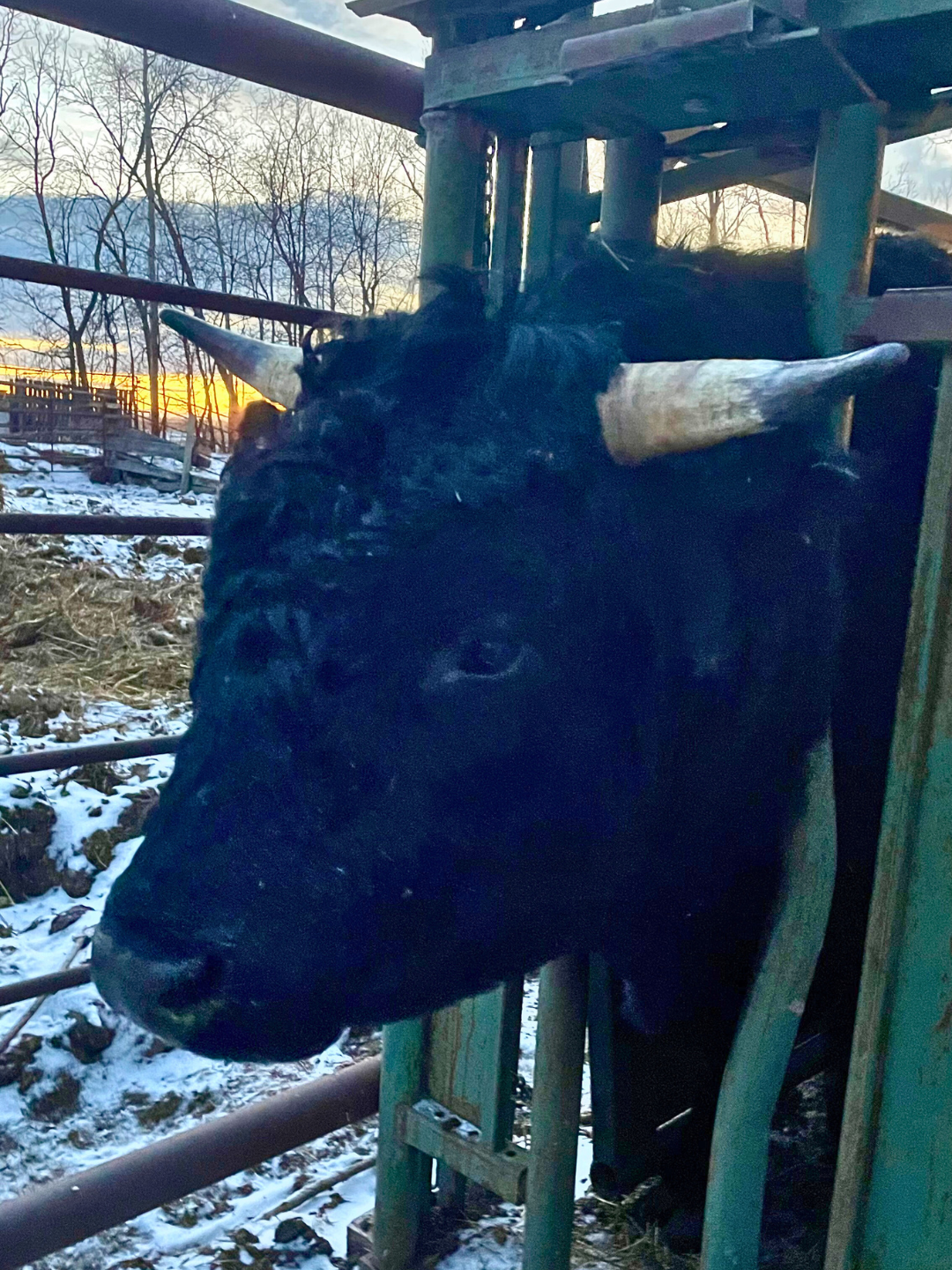 black horned bull caught in self-catch head gate