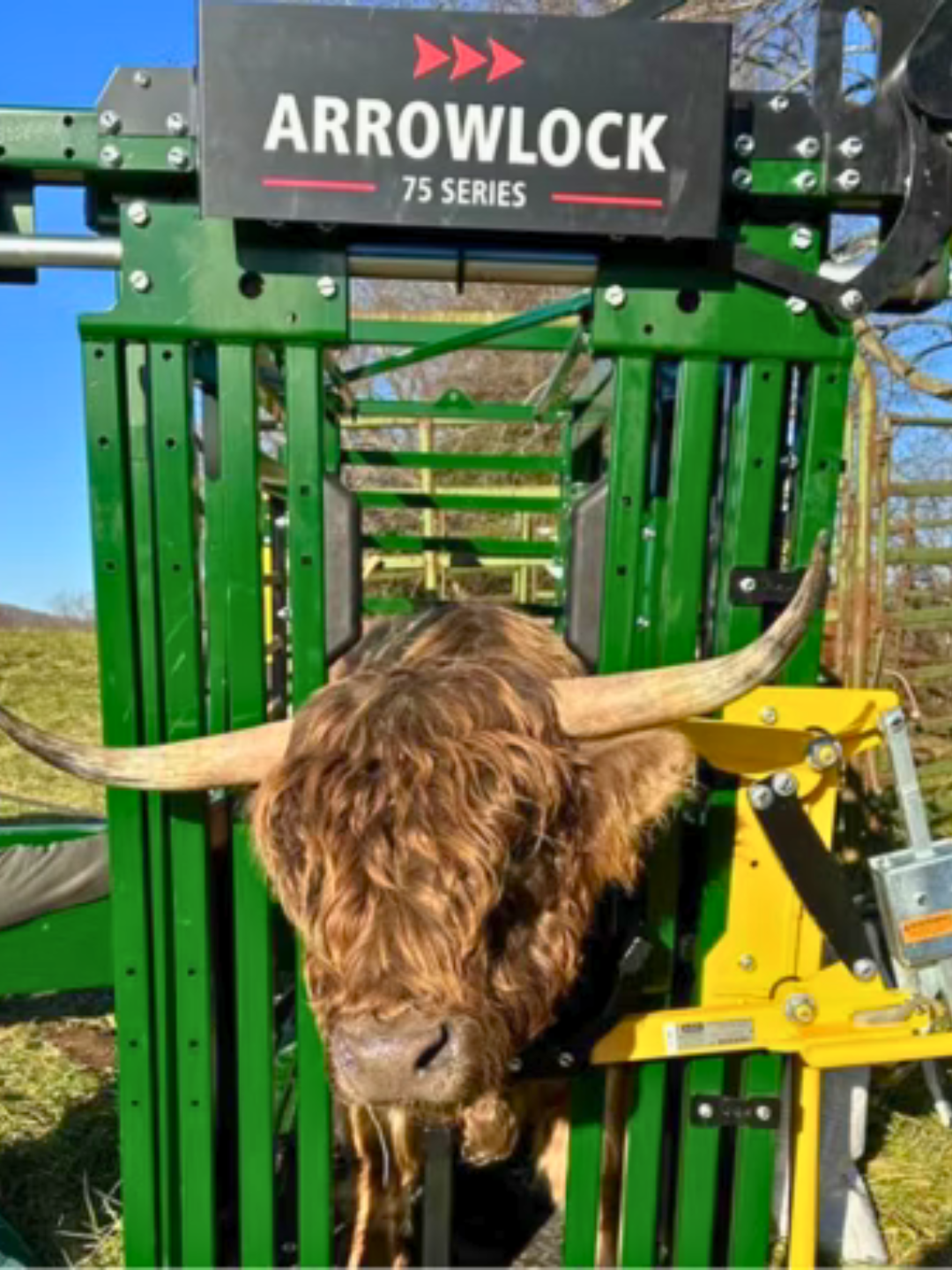 horned highland cow safely caught in arrowlock 75 manual chute head gate with ratchet locking mechanism