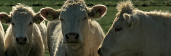 6 Things You Didn't Know About Cows