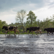 4) Ensure good drainage and elevation.