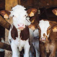 They Make Them Easier to Identify