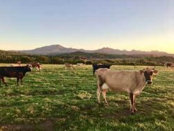 Cows standing in field with bright blue sky behind them