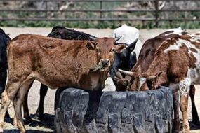 Group of horned cattle eating from a cattle feeder