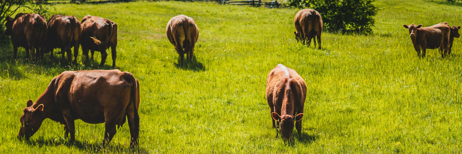 Cattle grazing in pasture