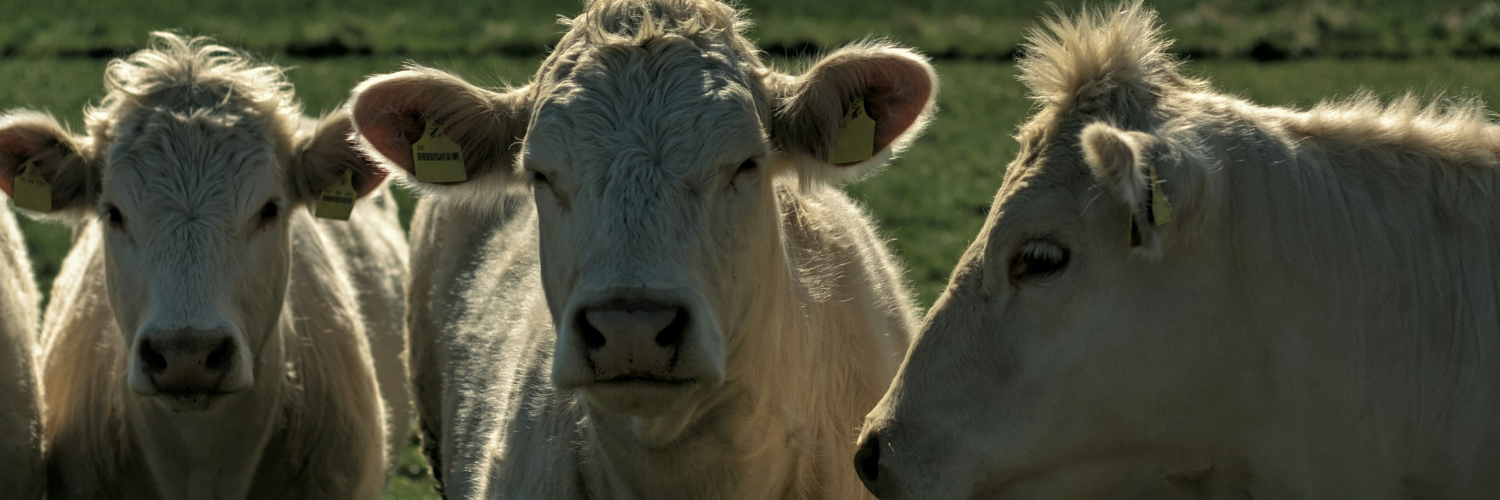 chose looking at the camera