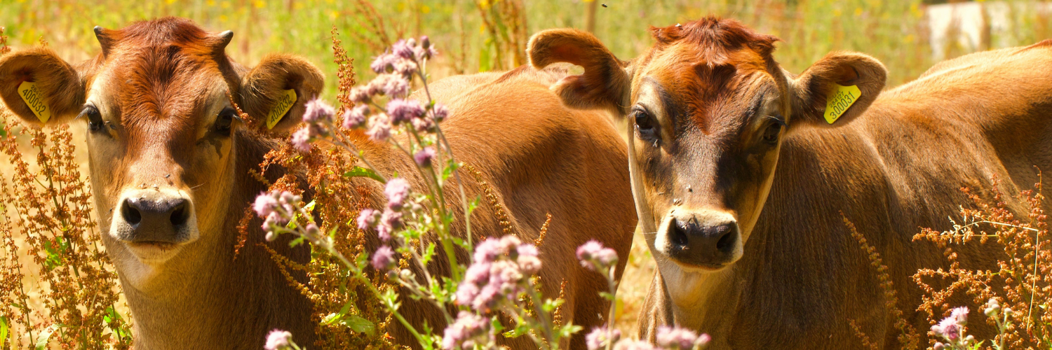 Two calves in a field looking at the camera