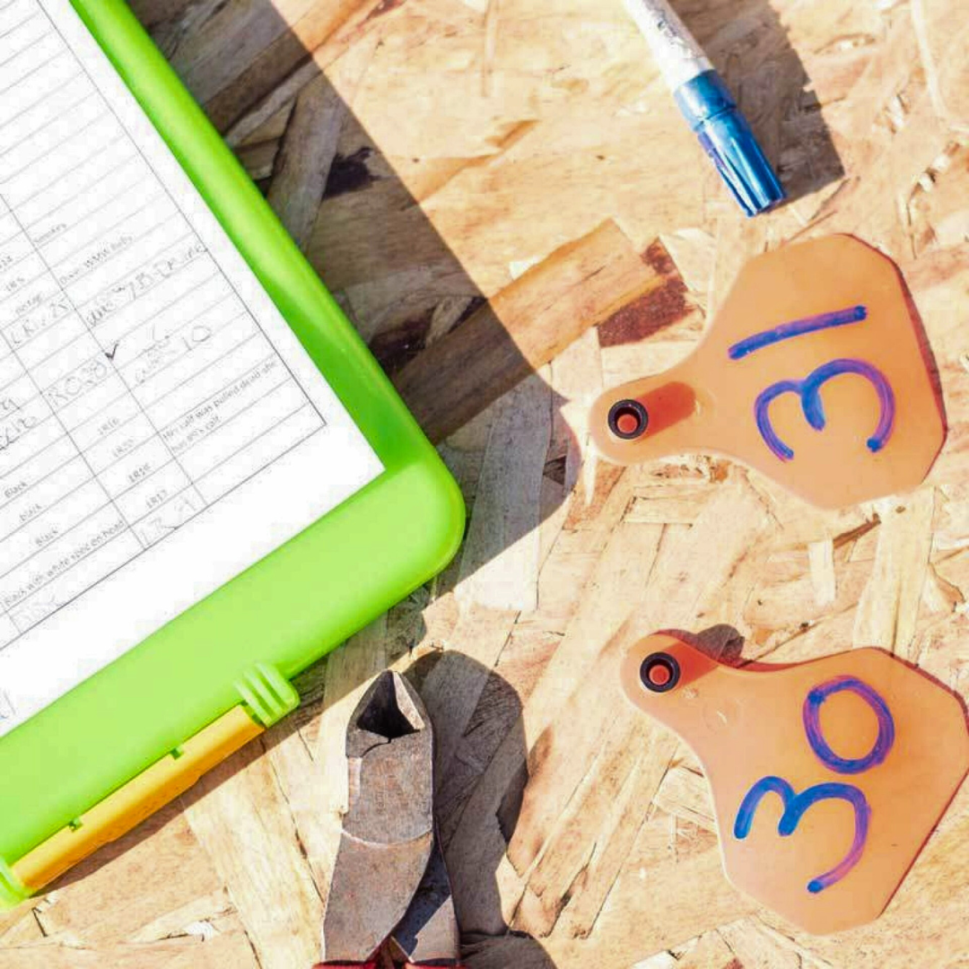 cattle ear tags and tools on a wood bench