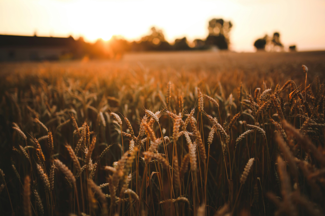 Wheat field at sunset