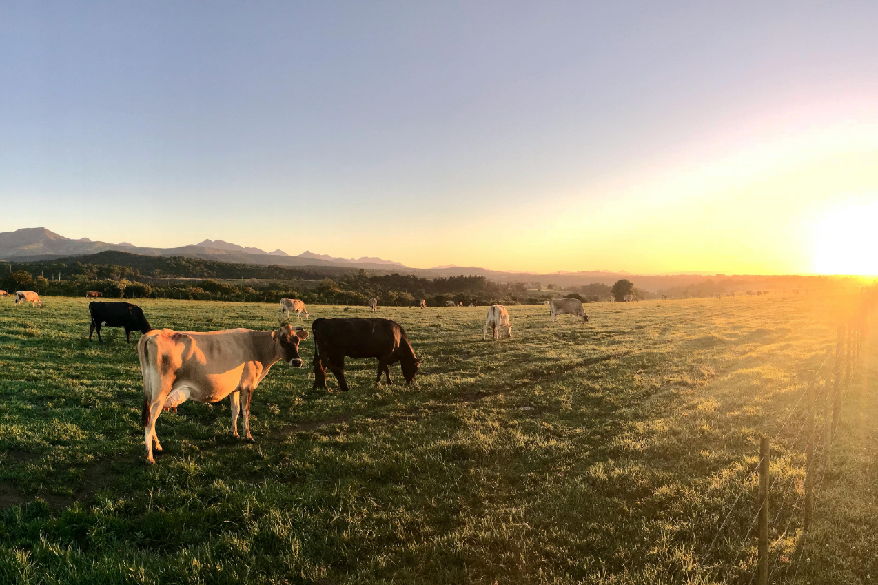 Cows in a grass pasture at sunset