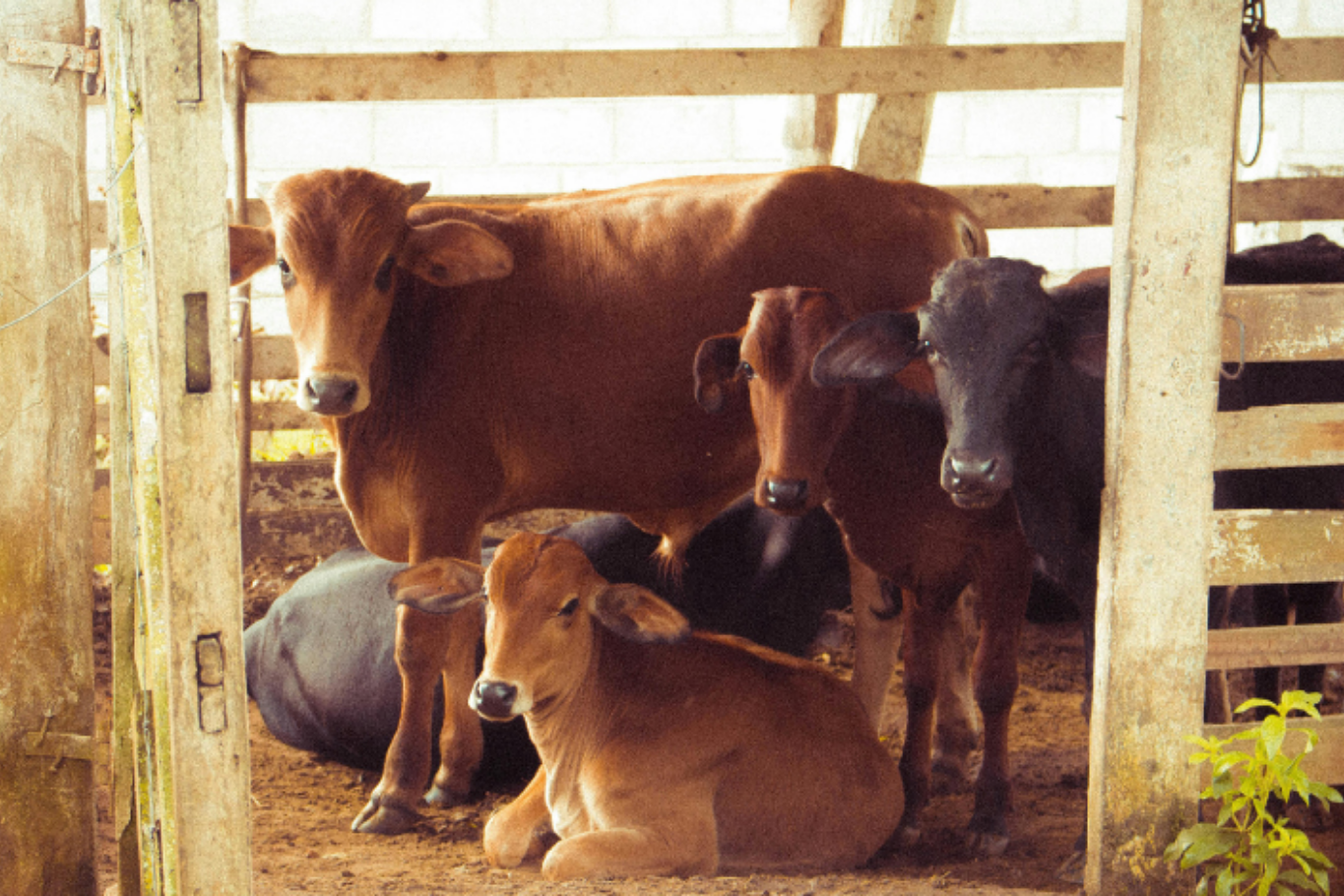Group of cattle relaxing in shelter